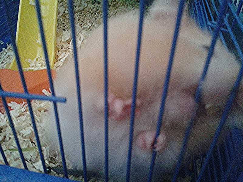 Frosya. Frosya loves gnaw cage. She is the daughter Honey. Frosya white colour.